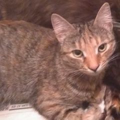 Подробнее об объявлении «Пропала кошка кошечка Москва» Фото: пропала кошка  «Пропала кошка кошечка Москва» в г. Москва