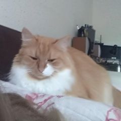 Подробнее об объявлении «Пропала кошка очень пушистая рыжая кошка Орехово-Зуево» Фото: пропала кошка  «Пропала кошка очень пушистая рыжая кошка...» в г. Орехово-Зуево