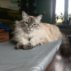 Подробнее об объявлении «Екатеринбург Пропал кот» Фото: пропала кошка Невская маскарадная «Екатеринбург Пропал кот» в г. Екатеринбург
