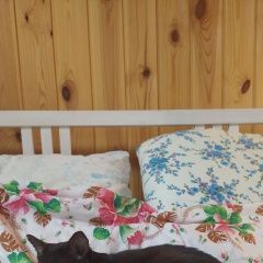 Подробнее об объявлении «Чудово Пропала кошка» Фото: пропала кошка Ориентальная (восточная короткошерстная) «Чудово Пропала кошка» в г. Чудово