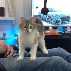 Подробнее об объявлении «Нижний Новгород Пропала кошка» Фото: пропала кошка  «Нижний Новгород Пропала кошка» в г. Нижний Новгород