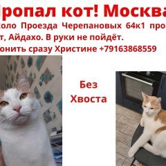 Подробнее об объявлении «Пропал кот без хвоста, коптево Москва» Фото: пропала кошка  «Пропал кот без хвоста, коптево Москва» в г. Москва