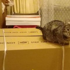Подробнее об объявлении «Пропала кошка Сочи» Фото: пропала кошка  «Пропала кошка Сочи» в г. Сочи