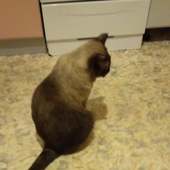 Подробнее об объявлении «Воронеж Пропал кот» Фото: пропала кошка  «Воронеж Пропал кот» в г. Воронеж