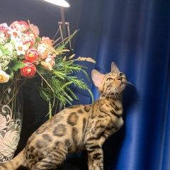 Подробнее об объявлении «Пропала кошка бенгальская Монино» Фото: пропала кошка Бенгальская кошка «Пропала кошка бенгальская Монино» в г. Монино