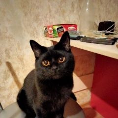 Подробнее об объявлении «Ярославль Пропал кот» Фото: пропала кошка  «Ярославль Пропал кот» в г. Ярославль