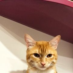 Подробнее об объявлении «Ярославль Пропал кот» Фото: пропала кошка  «Ярославль Пропал кот» в г. Ярославль