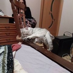 Подробнее об объявлении «Пропала кошка Москва» Фото: пропала кошка  «Пропала кошка Москва» в г. Москва