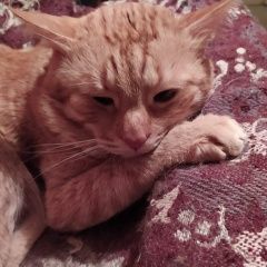 Подробнее об объявлении «Воронеж Пропал кот» Фото: пропала кошка  «Воронеж Пропал кот» в г. Воронеж