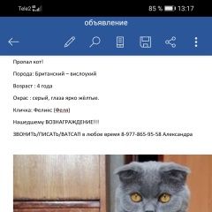 Подробнее об объявлении «Пропал кот в селе стромынь ногинский р-н Черноголовка» Фото: пропала кошка Британская короткошерстная кошка «Пропал кот в селе стромынь ногинский р-н...» в г. Черноголовка