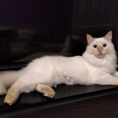 Подробнее об объявлении «Пропал кот Орехово-Зуево» Фото: пропала кошка Невская маскарадная «Пропал кот Орехово-Зуево» в г. Орехово-Зуево