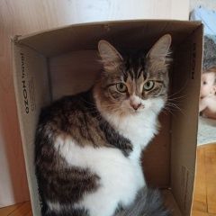 Подробнее об объявлении «Воронеж Пропал кот ищем кота» Фото: пропала кошка  «Воронеж Пропал кот ищем кота» в г. Воронеж