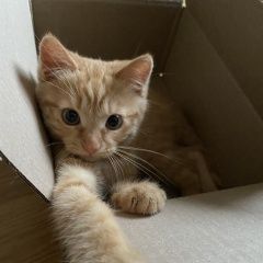 Подробнее об объявлении «Пропал котёнок Москва» Фото: пропала кошка  «Пропал котёнок Москва» в г. Москва