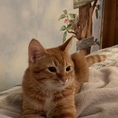 Подробнее об объявлении «Пропал кот Санкт-Петербург» Фото: пропала кошка  «Пропал кот Санкт-Петербург» в г. Санкт-Петербург