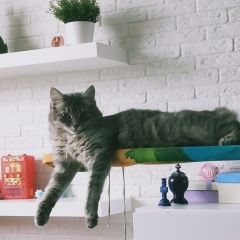 Подробнее об объявлении «Пропала кошка Москва» Фото: пропала кошка  «Пропала кошка Москва» в г. Москва