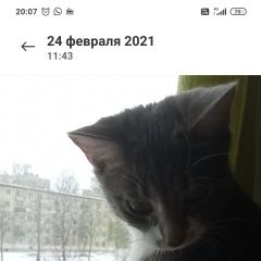 Подробнее об объявлении «Пропала кошка Санкт-Петербург» Фото: пропала кошка  «Пропала кошка Санкт-Петербург» в г. Санкт-Петербург