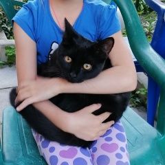 Подробнее об объявлении «Мытищи Пропал котик бакс 8 мес» Фото: пропала кошка  «Мытищи Пропал котик бакс 8 мес» в г. Мытищи