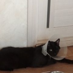 Подробнее об объявлении «Нижний Новгород Пропал кот ищем одноглазого черного кота» Фото: пропала кошка  «Нижний Новгород Пропал кот ищем одноглазого...» в г. Нижний Новгород