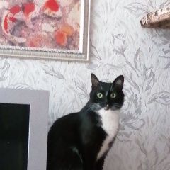 Подробнее об объявлении «Пермь Пропала кошка» Фото: пропала кошка  «Пермь Пропала кошка» в г. Пермь