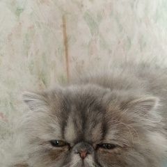 Подробнее об объявлении «Пропала кошка серая персидская Москва» Фото: пропала кошка Персидская кошка «Пропала кошка серая персидская Москва» в г. Москва