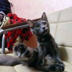 Подробнее об объявлении «Пропала кошка помогите, пожалуйста, найти. Москва» Фото: пропала кошка  «Пропала кошка помогите, пожалуйста, найти. Москва» в г. Москва