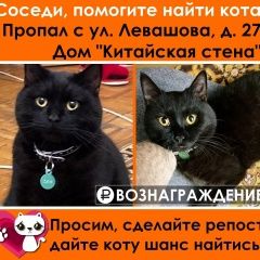 Подробнее об объявлении «Раменское Пропал кот» Фото: пропала кошка  «Раменское Пропал кот» в г. Раменское