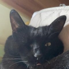 Подробнее об объявлении «Жуковский Пропал кот в поселке кратово 30 июня» Фото: пропала кошка  «Жуковский Пропал кот в поселке кратово 30 июня» в г. Жуковский