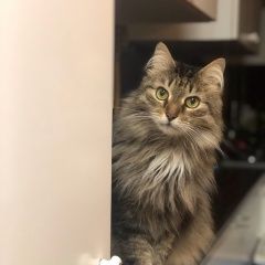 Подробнее об объявлении «Дзержинский Пропал кот веня» Фото: пропала кошка  «Дзержинский Пропал кот веня» в г. Дзержинский