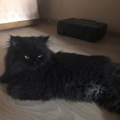 Подробнее об объявлении «Коломна Пропал кот» Фото: пропала кошка  «Коломна Пропал кот» в г. Коломна