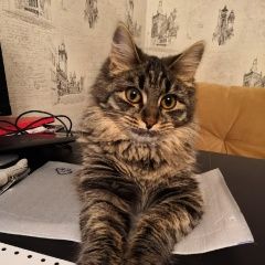 Подробнее об объявлении «Пропала кошка. район чертаново Москва» Фото: пропала кошка  «Пропала кошка. район чертаново Москва» в г. Москва