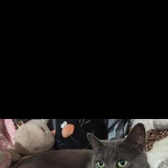 Подробнее об объявлении «Пропала кошка район печатники Москва» Фото: пропала кошка  «Пропала кошка район печатники Москва» в г. Москва