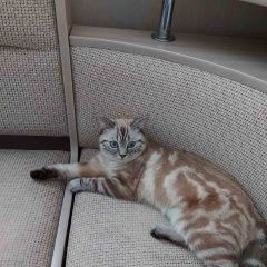 Подробнее об объявлении «Ульяновск Пропала кошка» Фото: пропала кошка Скоттиш страйт (шотландская прямоухая) «Ульяновск Пропала кошка» в г. Ульяновск