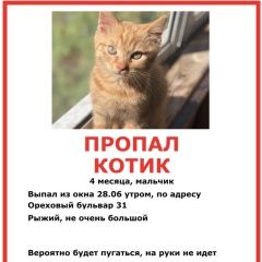 Подробнее об объявлении «Пропал кот Москва» Фото: пропала кошка  «Пропал кот Москва» в г. Москва