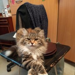 Подробнее об объявлении «Пропала кошка Санкт-Петербург» Фото: пропала кошка  «Пропала кошка Санкт-Петербург» в г. Санкт-Петербург