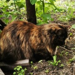 Подробнее об объявлении «Екатеринбург Пропала кошка, ботаника» Фото: пропала кошка  «Екатеринбург Пропала кошка, ботаника» в г. Екатеринбург