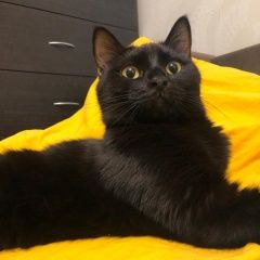 Подробнее об объявлении «Пропал кот Уфа» Фото: пропала кошка  «Пропал кот Уфа» в г. Уфа