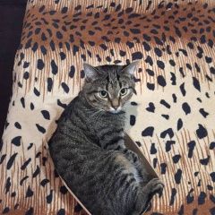 Подробнее об объявлении «Пропал кот барсик. домашний. Реутов» Фото: пропала кошка  «Пропал кот барсик. домашний. Реутов» в г. Реутов