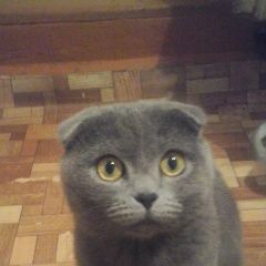 Подробнее об объявлении «Пропал кот Бежецк» Фото: пропала кошка  «Пропал кот Бежецк» в г. Бежецк