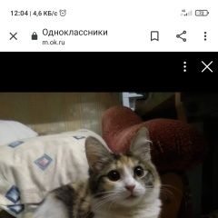 Подробнее об объявлении «Иваново Пропала кошка трехшерстная» Фото: пропала кошка  «Иваново Пропала кошка трехшерстная» в г. Иваново