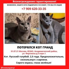 Подробнее об объявлении «Пропал кот Москва» Фото: пропала кошка Русская голубая кошка «Пропал кот Москва» в г. Москва