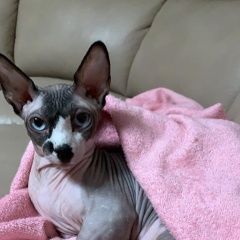 Подробнее об объявлении «Липецк Пропал кот» Фото: пропала кошка  «Липецк Пропал кот» в г. Липецк