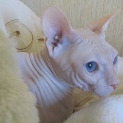 Подробнее об объявлении «Пропала кошка Бежецк» Фото: пропала кошка Канадский сфинкс «Пропала кошка Бежецк» в г. Бежецк