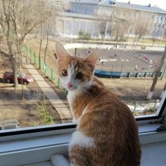 Подробнее об объявлении «Нижний Новгород Пропал кот» Фото: пропала кошка  «Нижний Новгород Пропал кот» в г. Нижний Новгород
