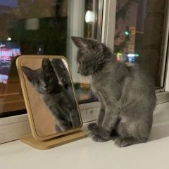 Подробнее об объявлении «Пропала кошка котенок бусинка Москва» Фото: пропала кошка  «Пропала кошка котенок бусинка Москва» в г. Москва