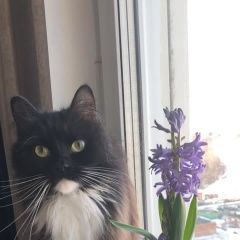 Подробнее об объявлении «Пропал кот Москва» Фото: пропала кошка  «Пропал кот Москва» в г. Москва