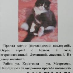 Подробнее об объявлении «Пропал кот помогите Ставрополь» Фото: пропала кошка  «Пропал кот помогите Ставрополь» в г. Ставрополь