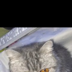 Подробнее об объявлении «Москва Пропала кошка породы экзотик» Фото: пропала кошка Экзотическая короткошерстная «Москва Пропала кошка породы экзотик» в г. Москва