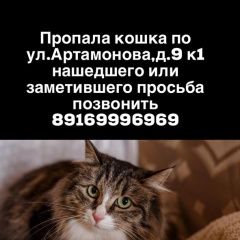 Подробнее об объявлении «Москва Пропала кошка» Фото: пропала кошка  «Москва Пропала кошка» в г. Москва
