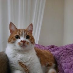 Подробнее об объявлении «Пропал кот Санкт-Петербург» Фото: пропала кошка  «Пропал кот Санкт-Петербург» в г. Санкт-Петербург