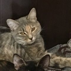 Подробнее об объявлении «Жуковский Пропала кошка пуша» Фото: пропала кошка  «Жуковский Пропала кошка пуша» в г. Жуковский